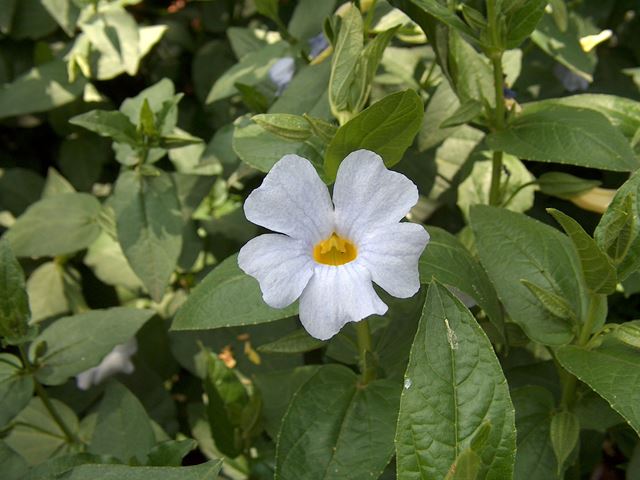 Thunbergia natalensis flower