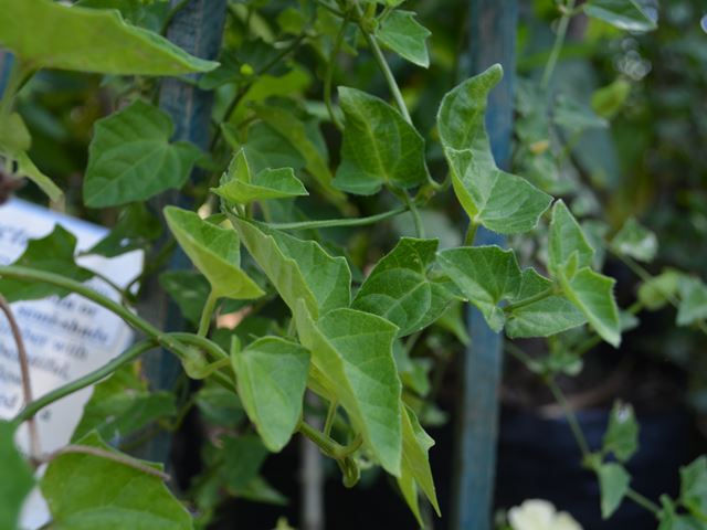 Thunbergia neglecta leaves