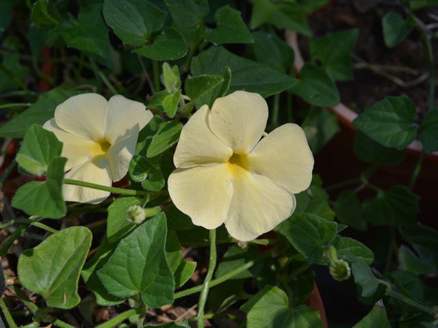 Thunbergia neglecta pale yellow flowers
