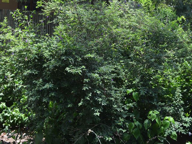 Tinnea barbata shrub