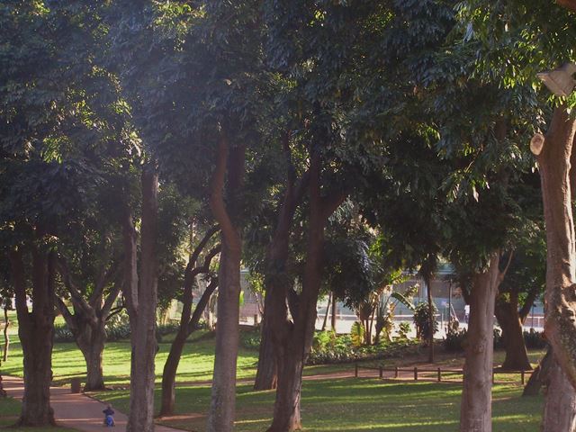 Trichilia dregeana avenue of trees