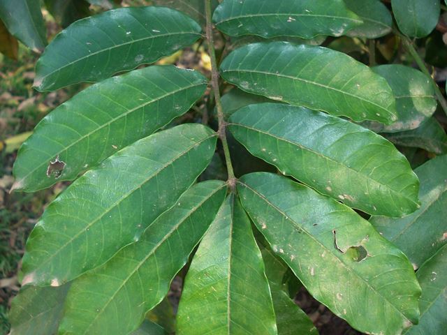 Trichilia dregeana compound leaf