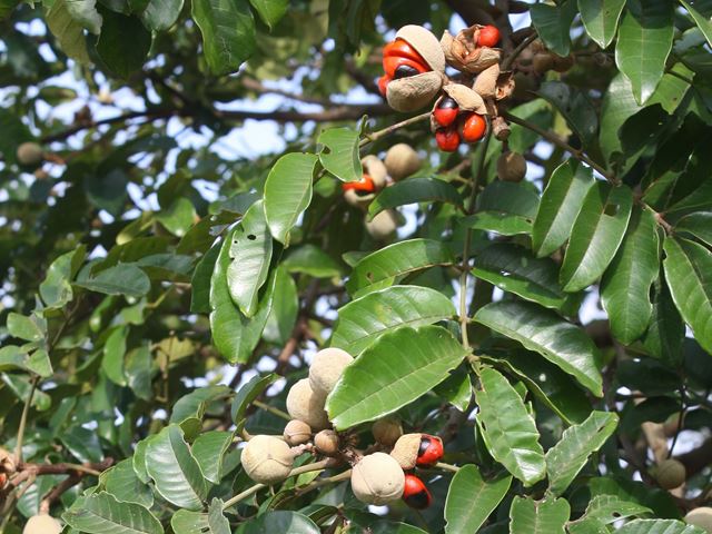 Trichilia dregeana fruit on tree