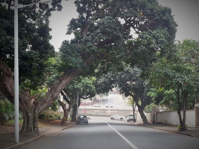 Trichilia dregeana street trees Durban