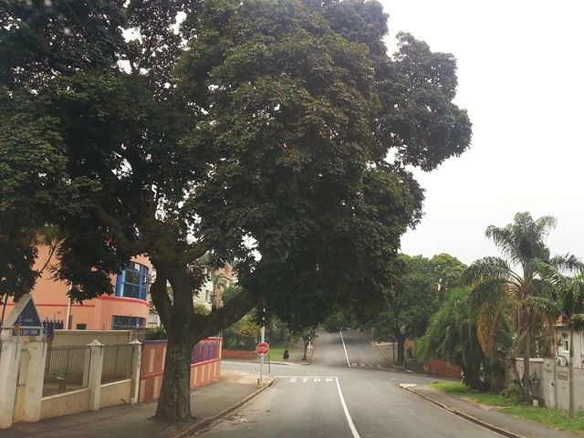 Trichilia dregeana street trees