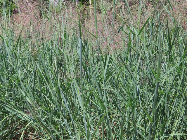 Tricholaena monachne indigenous veld grasses