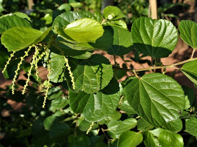 Trimeria grandifolia traditional medicinal uses