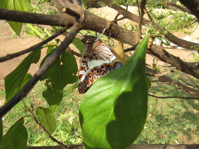 Turraea floribunda leaves with Charaxes butterfly