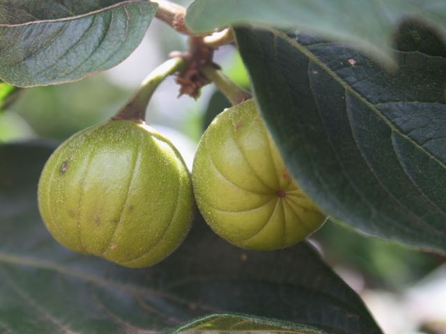 Turraea floribunda unripe fruit