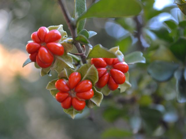 Turraea obtusifolia Kleinkamperfoelieboom with indigenous fruit that birds love