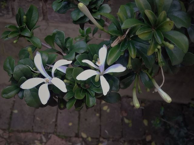 Turraea obtusifolia Large shrub with beautiful white flowers