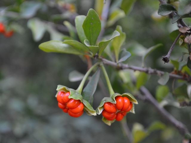 Turraea obtusifolia hardy semi evergreen indigenous shrub or small tree with fruit