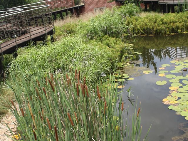 Typha capensis bulrushes in man made pond with Cyperus prolifer and Nympaea nouchali