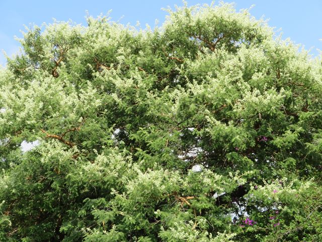 Vachellia Acacia rehmanniana Thorn tree