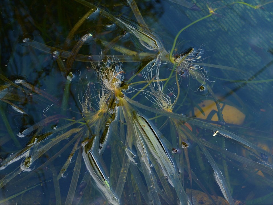 Vallisneria spiralis straight vallisneria, tape grass, eel grass