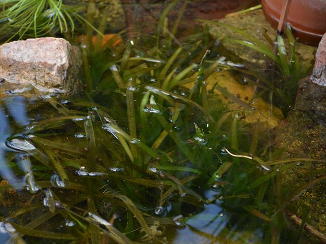 Vallisneria spiralis aethiopica water plants that support biodiversity