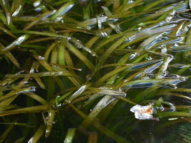 Vallisneria spiralis aethipica aquatic plants for pond life