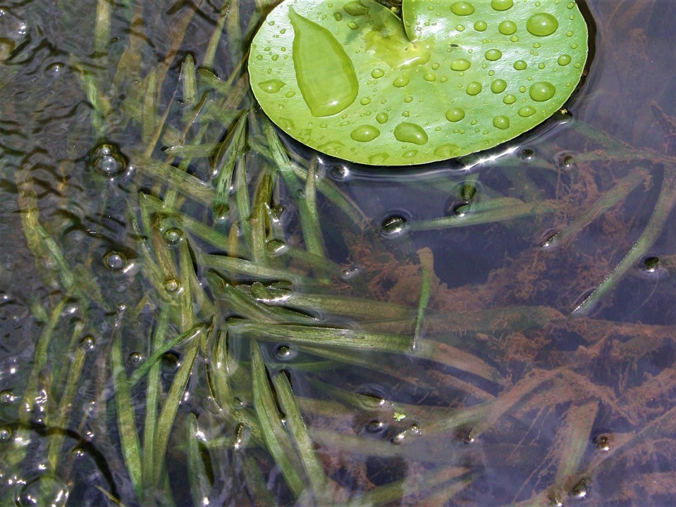 Vallisneria spiralis straight vallisneria, tape grass, eel grass