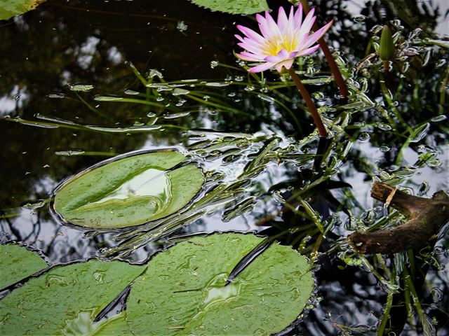 Vallisneria sprialis aethiopica garden pond waterplants