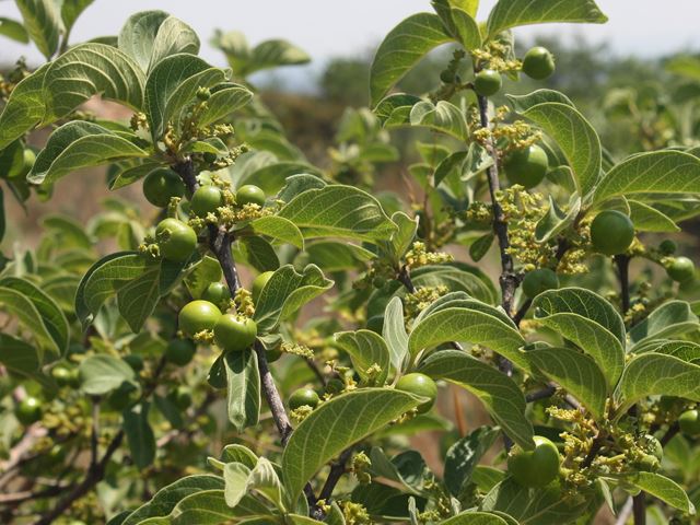 Vangueria infausta Mmilo fruit benefits