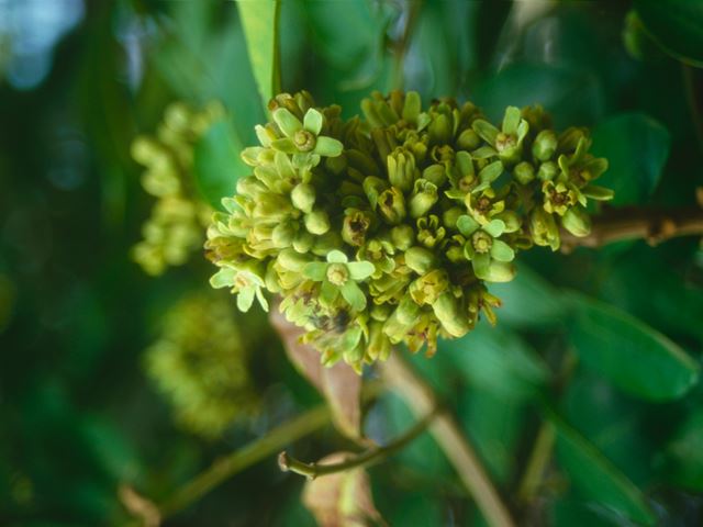 Vangueria infausta flowers