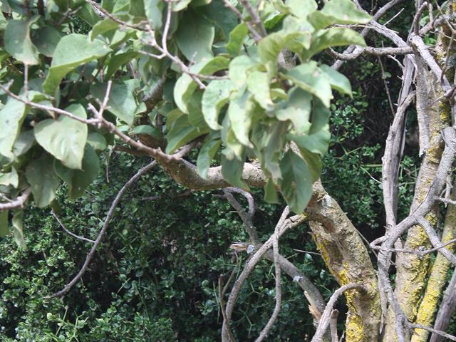 Vangueria infausta large shrub