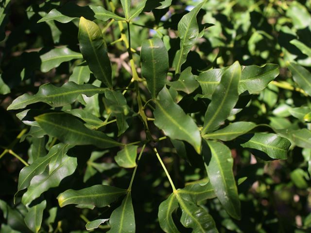 Vepris lanceolata White Ironwood evergreen tree