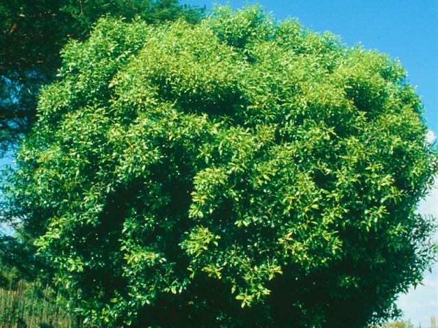 Vepris lanceolata tree at Random Harvest Nursery