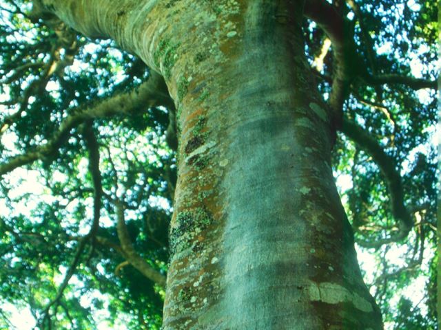 Vepris lanceolata tree bark