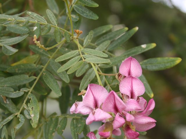 Virgilia oroboides Family Fabaceae