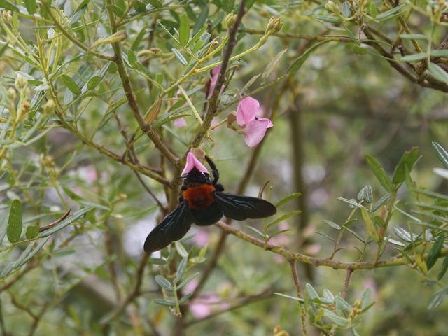 Virgilia oroboides Keurboom pollinator