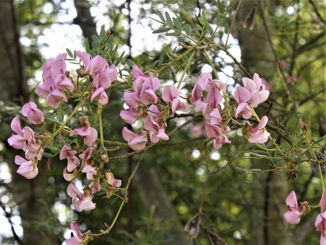 Virgilia oroboides Keurboom trees with beautiful flowers