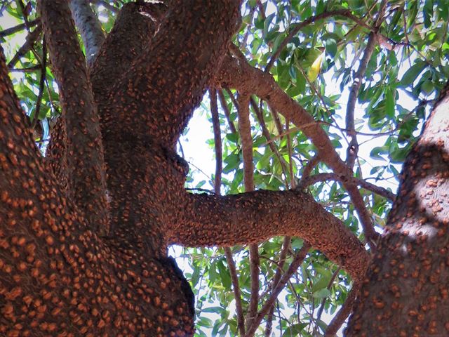 Warburgia salutaris Pepperbark Tree Traditional Medicine Plant