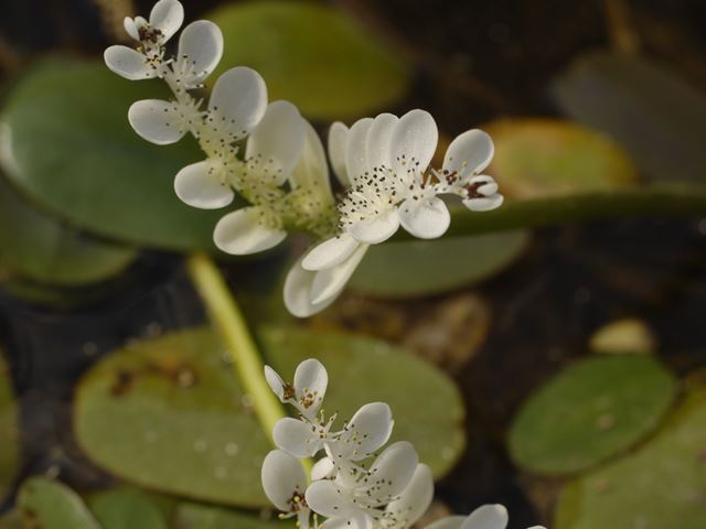 Waterblommetjies Aponogeton distachyos edible water plant