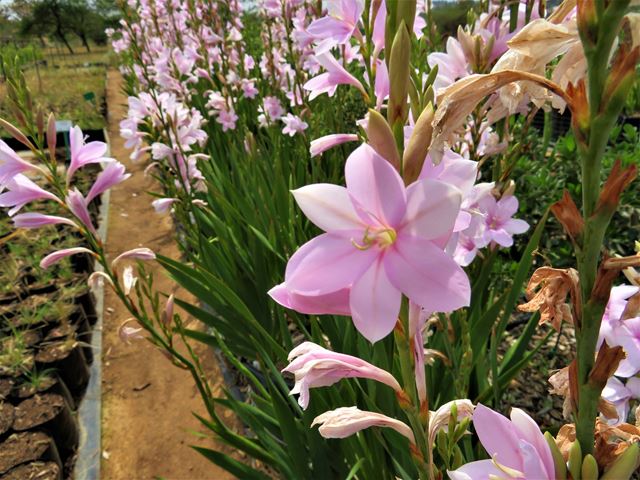 Watsonia Persephone flowers for grassland gardens