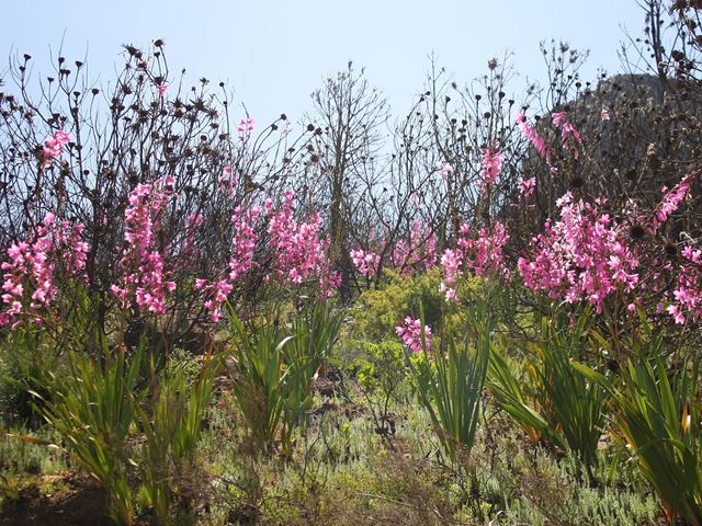 Watsonia borbonica Lions Head flowers after fire