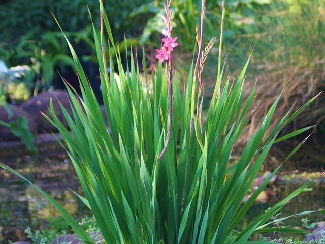 Watsonia borbonica hybrid for beautiful indigenous spring gardens