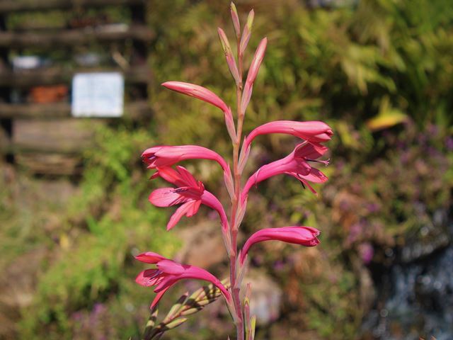Watsonia borbonica hybrids flowers that attract sunbirds