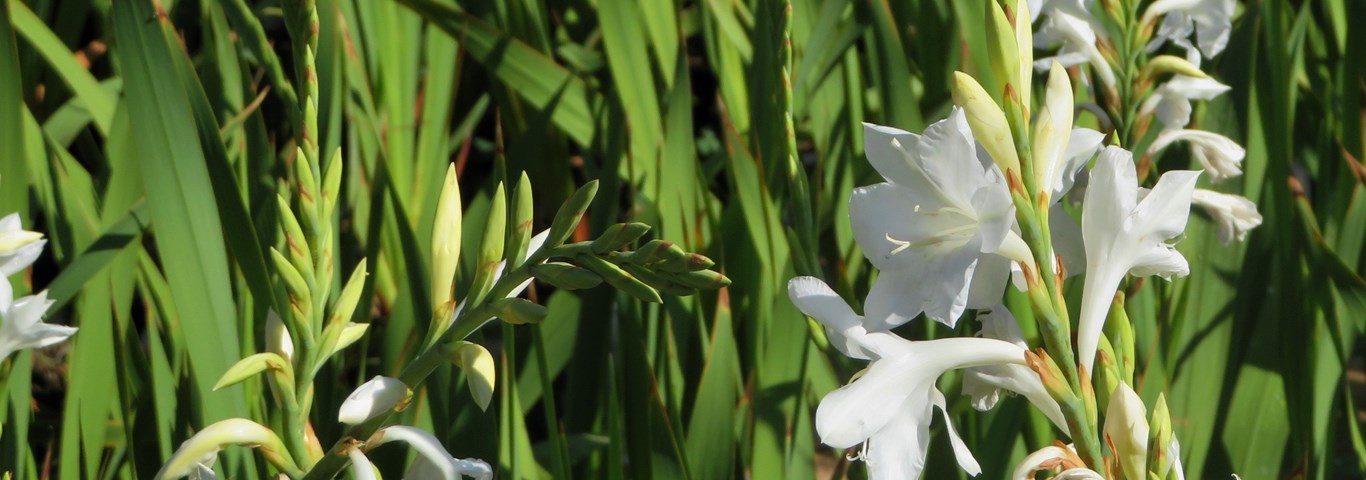 Watsonia borbonica ardneri White