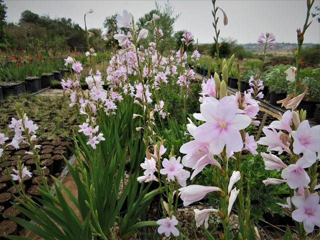 Watsonia hybrid Persephone supplier Random Harvest Nursery