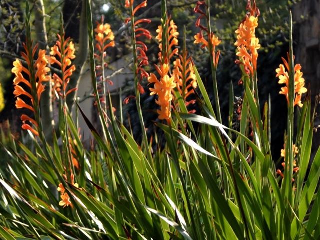 Watsonia in need of bulb division