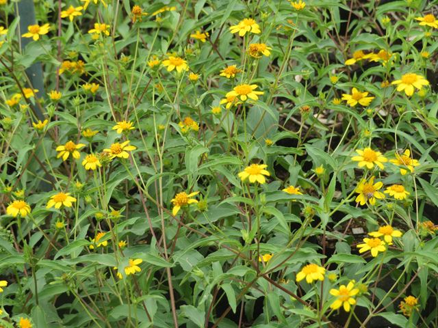 Wild Sunflower Aspilia mossambicensis
