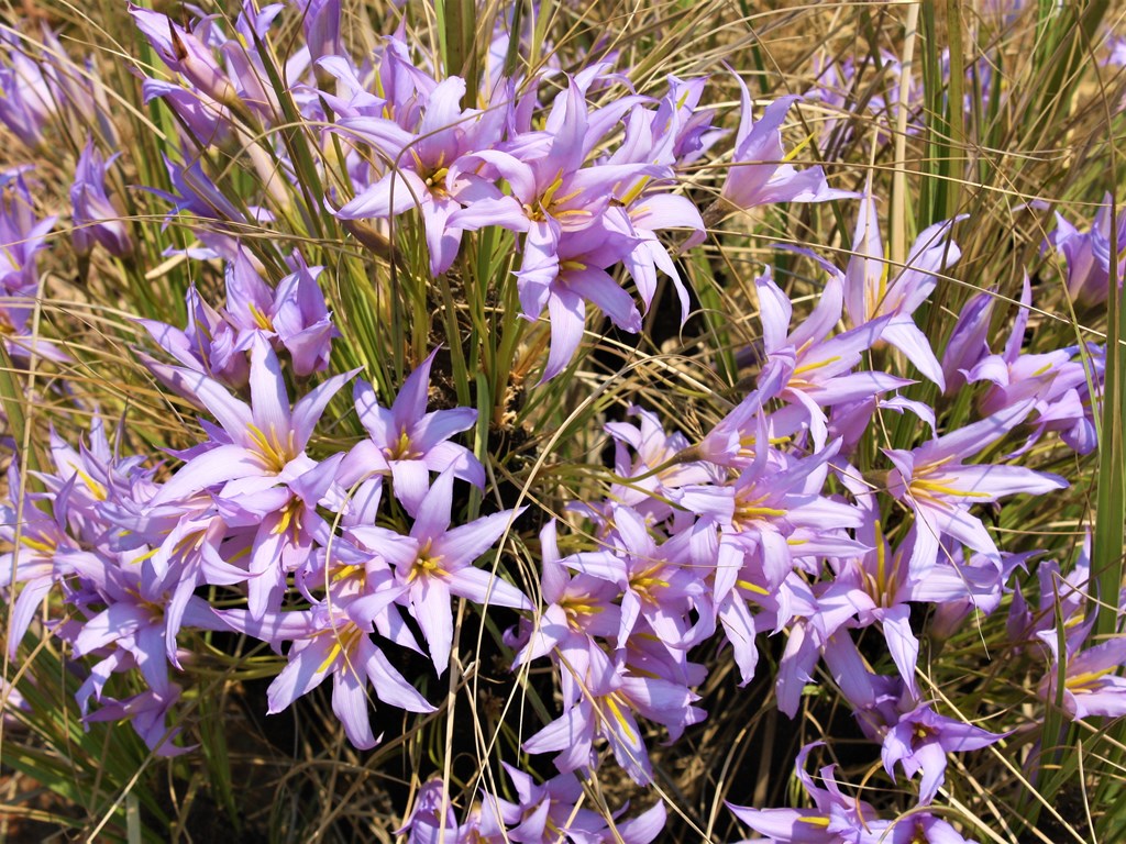 Xerophyta retinervis Blackstick lily Bobbejaanstert sifunti isigqumana