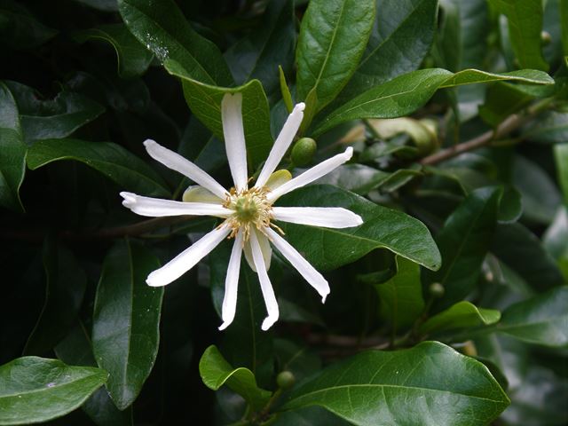 Xylotheca kraussiana thin white petals