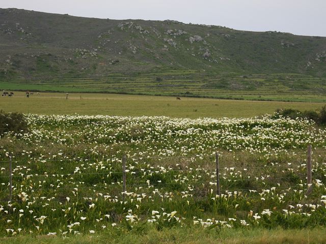 Zantedeschia aethiopica Arums en masse near Darling South Africa
