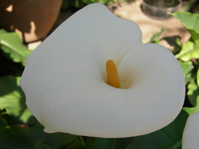 Zantedeschia aethiopica flower 1