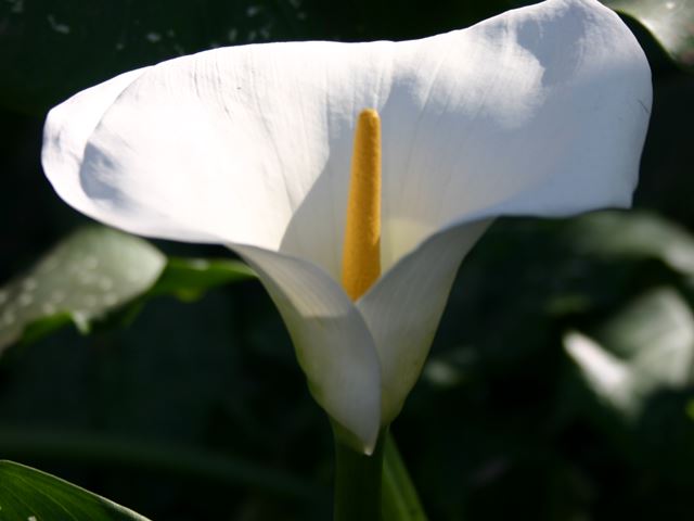 Zantedeschia aethiopica flower white spathe