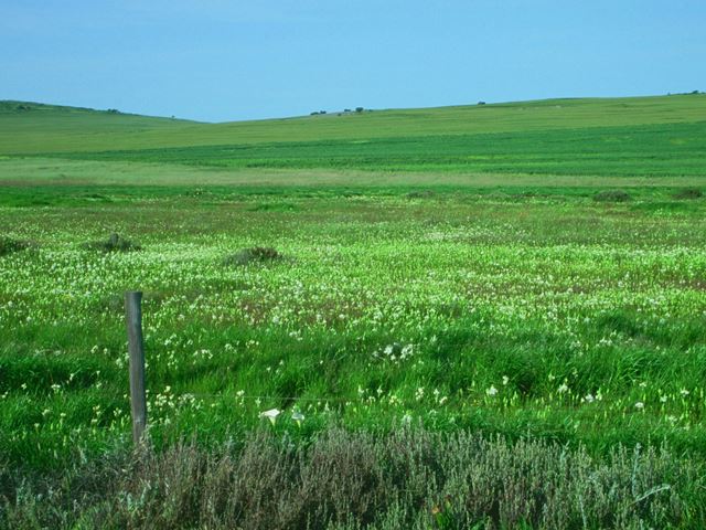 Zantedeschia aethiopica natural occurence in landscape