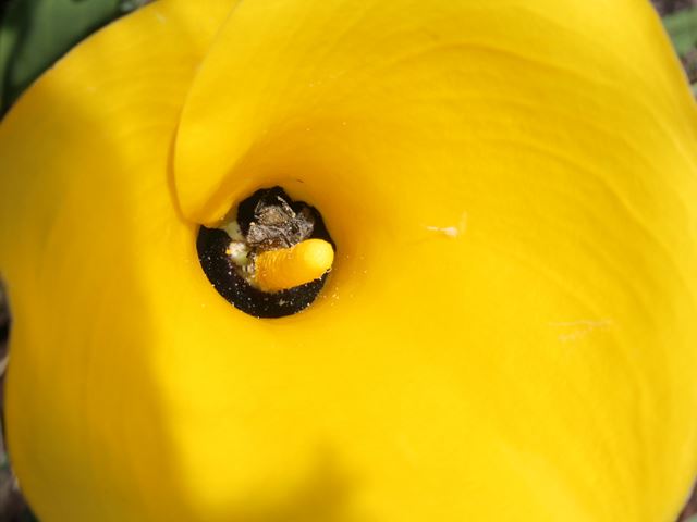 Zantedeschia pentlandii yellow flowered bulb