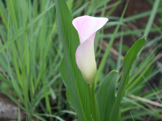 Zantedeschia rehmanii indigenous plants with horticultural value